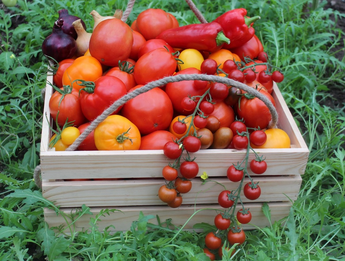 <span style="font-weight: bold;"> Огород в аренду</span>